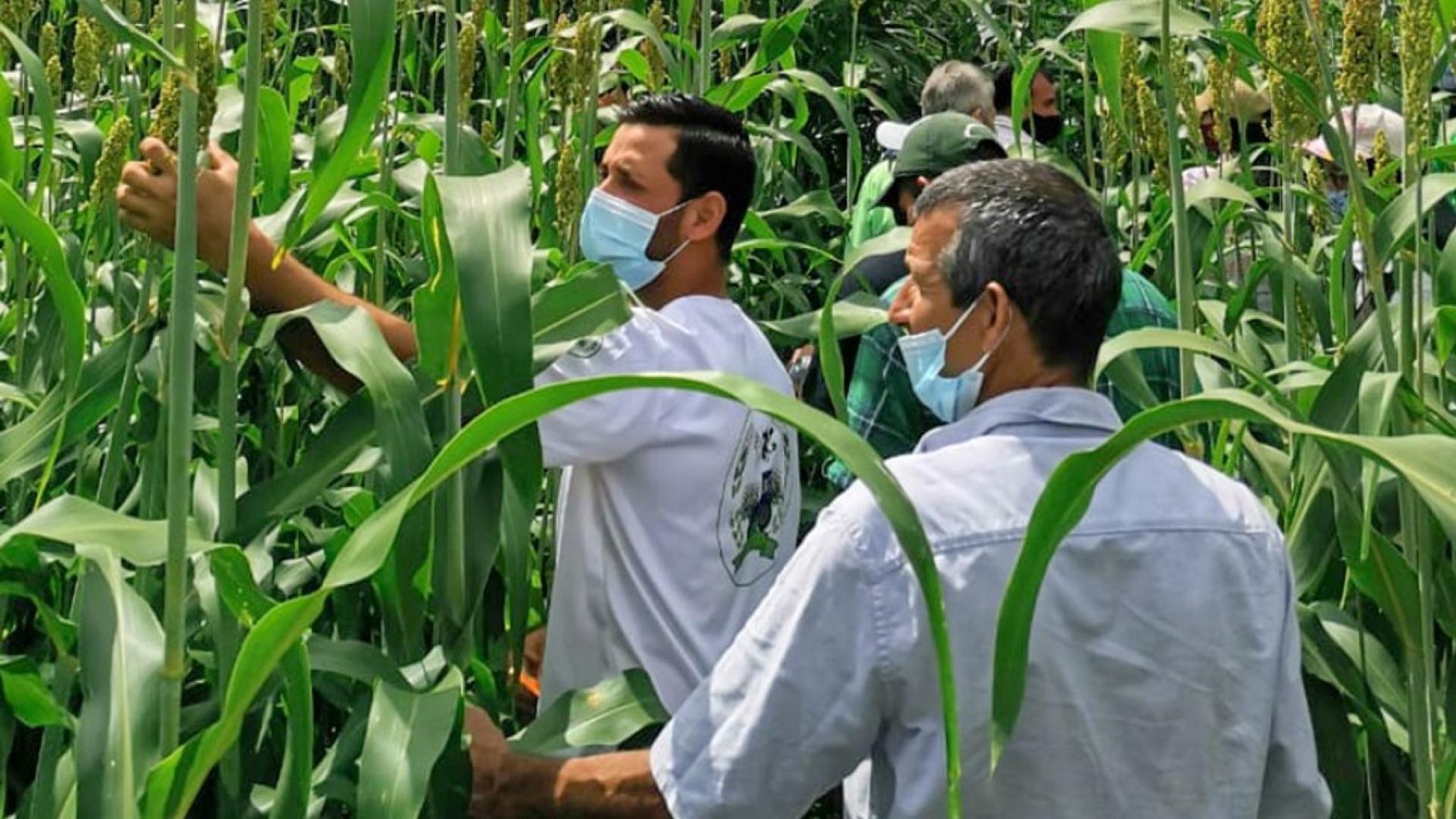 Breeders from the Instituto Nacional de Innovación y Transferencia en Tecnología Agropecuaria and local farmers review sorghum crop in Costa Rica. 
