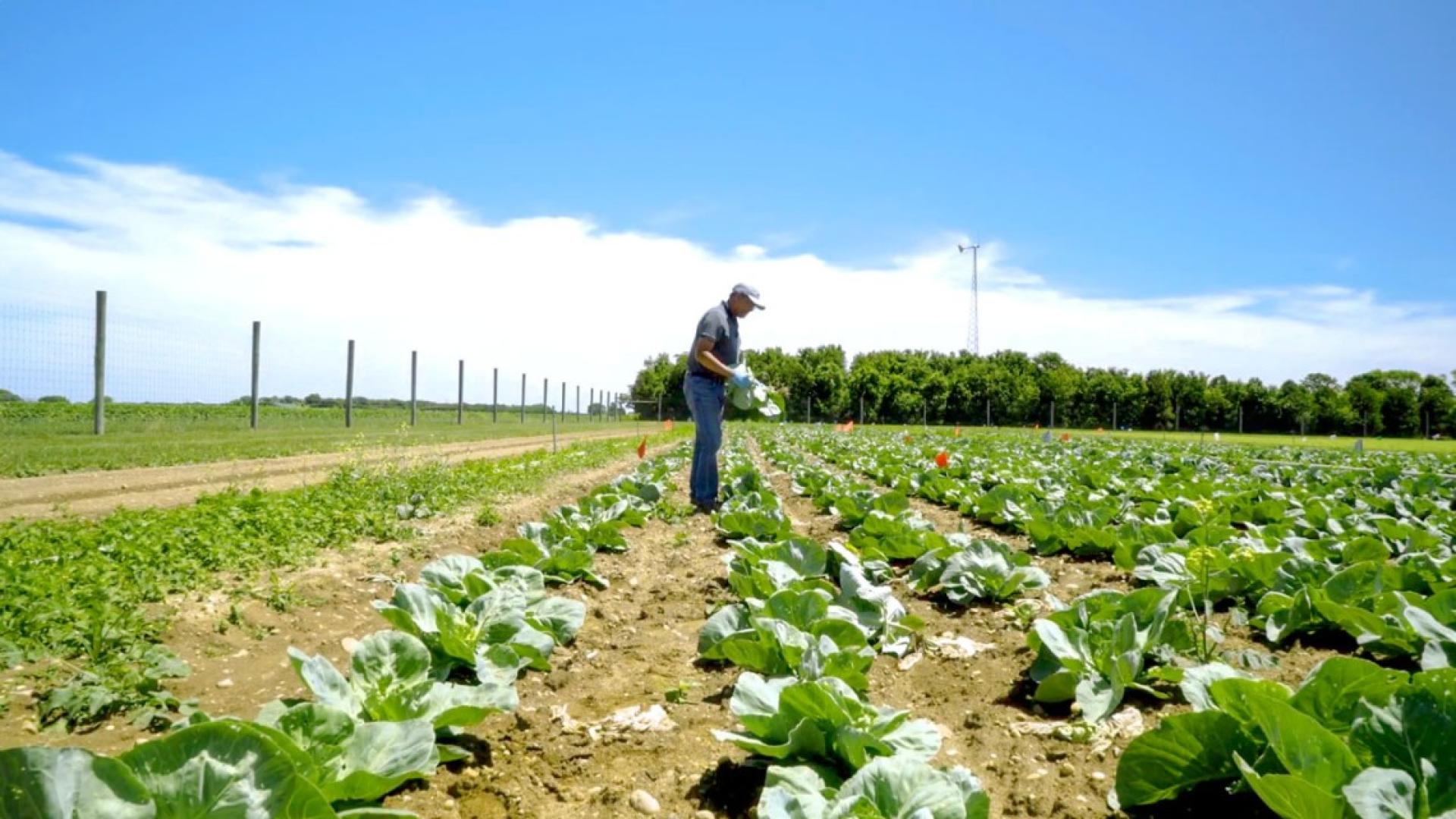 A man standing in the middle of an agricultural field 
