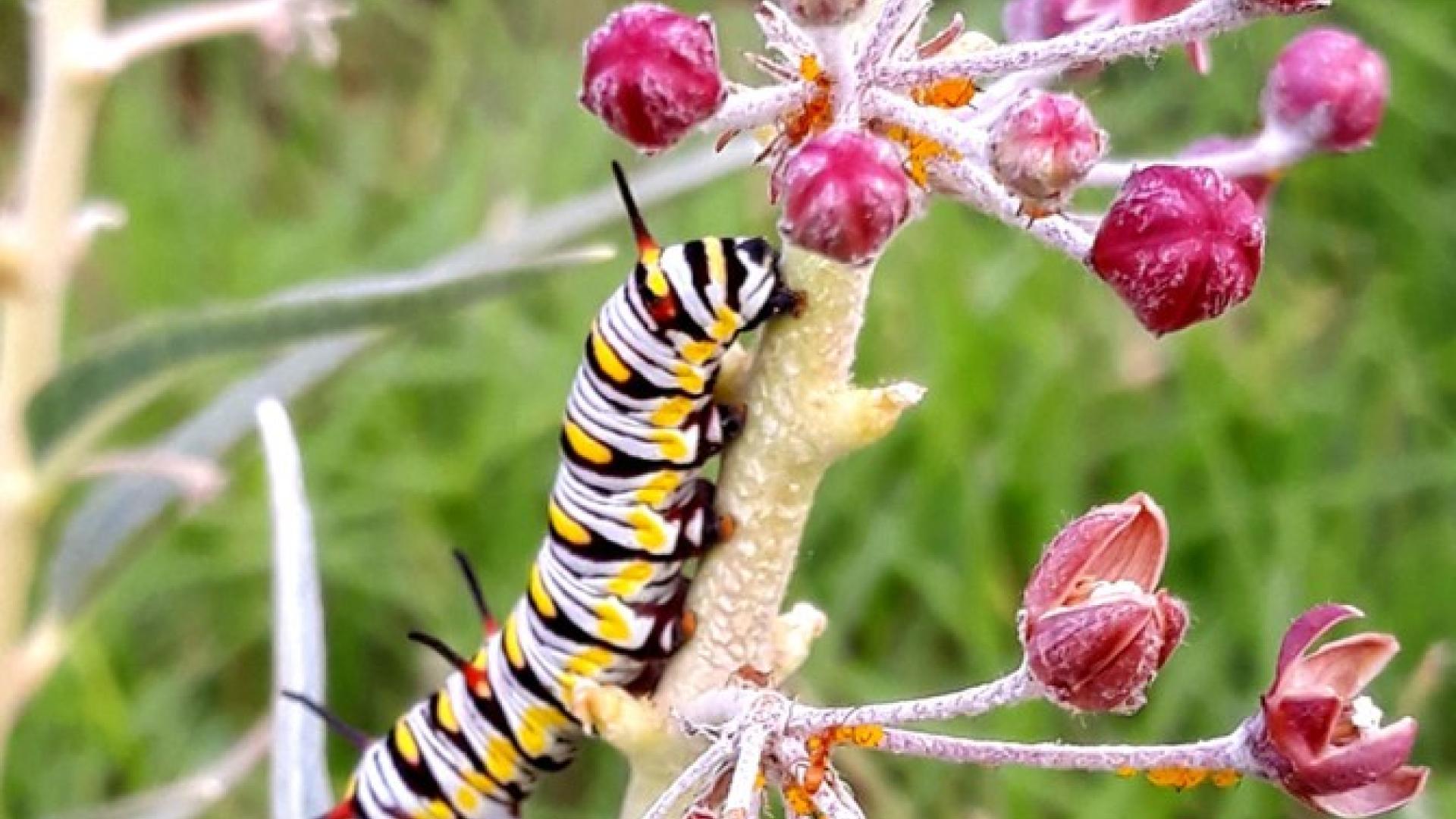 A queen butterfly caterpillar eats from the stem of a milkweed plant.