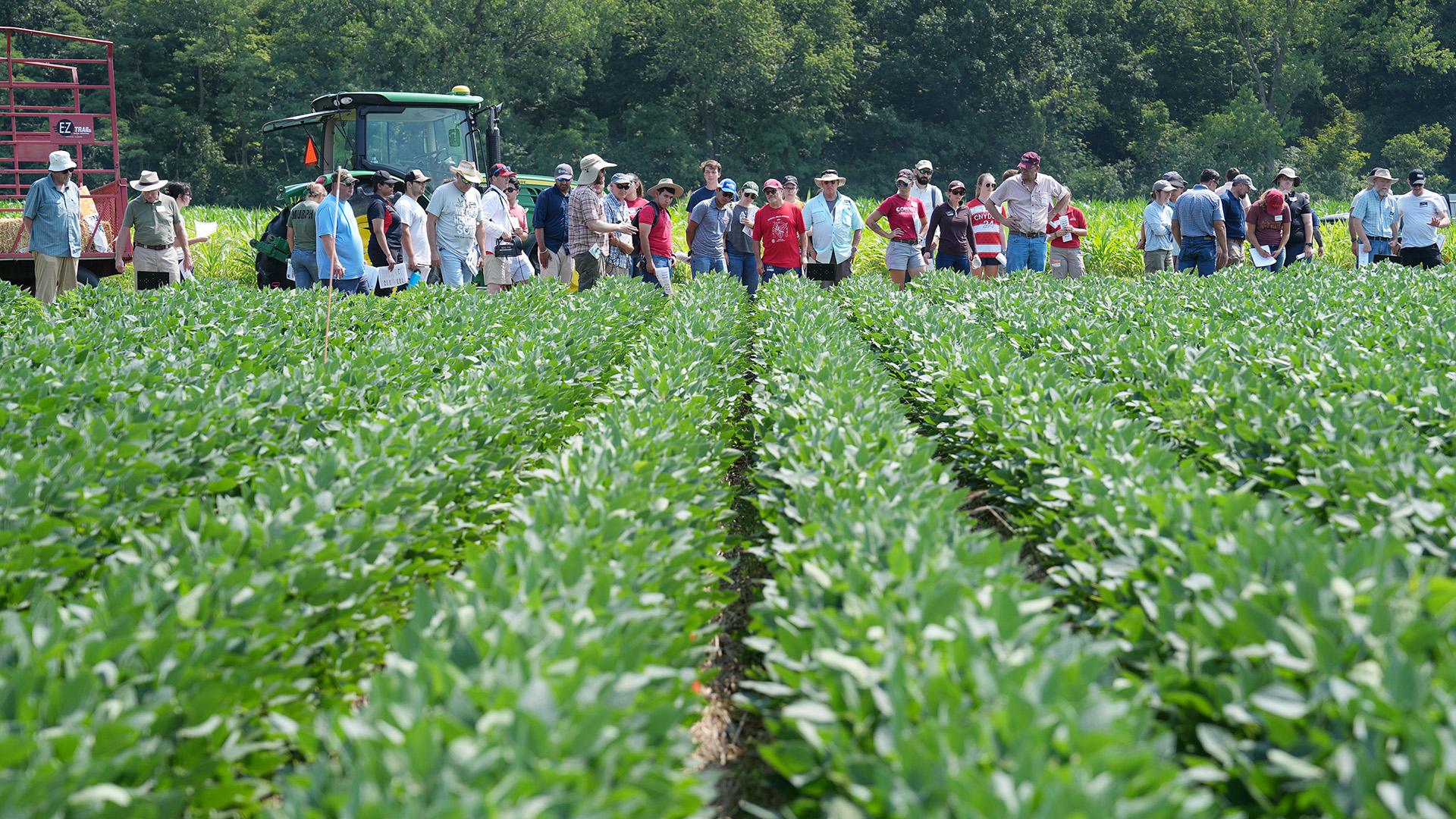 visitors view soybeans