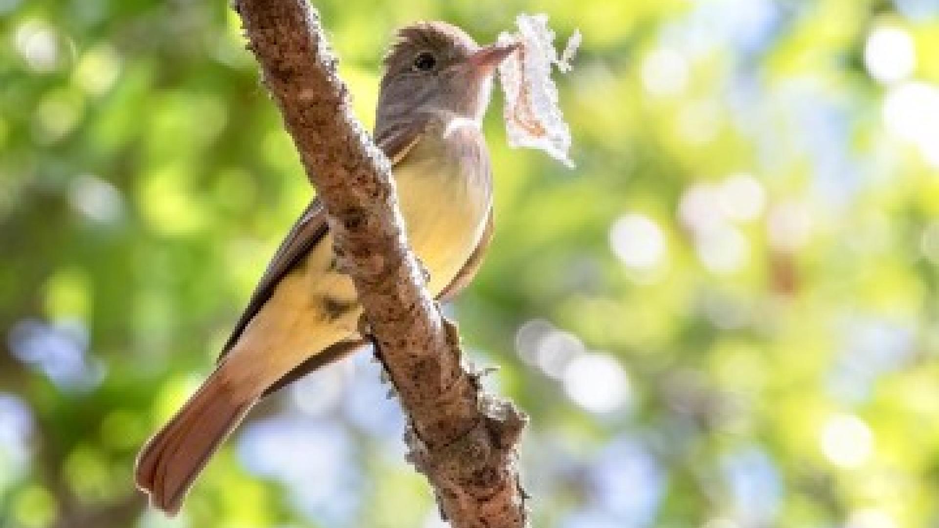 A bird sits on a twig with a piece of snake skin in its beak