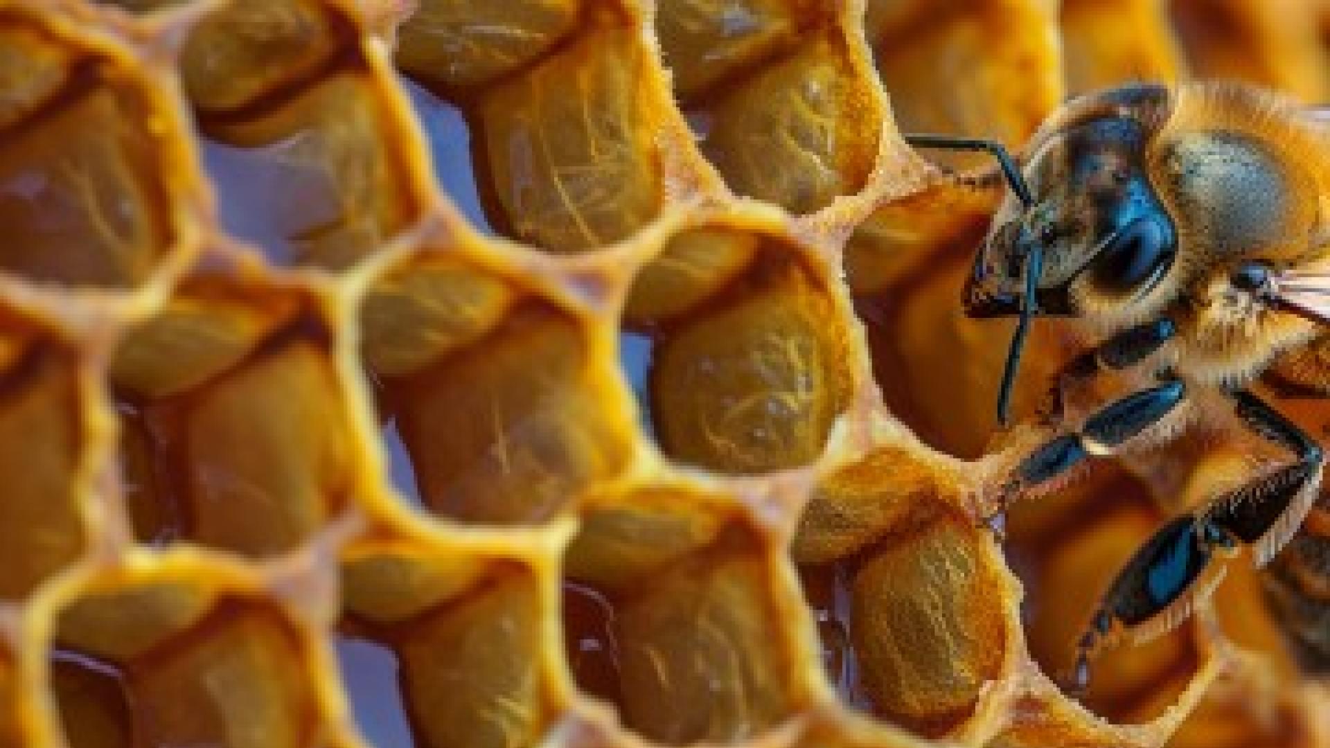 3 ways to protect honeybees – as keepers and community members | CALS
