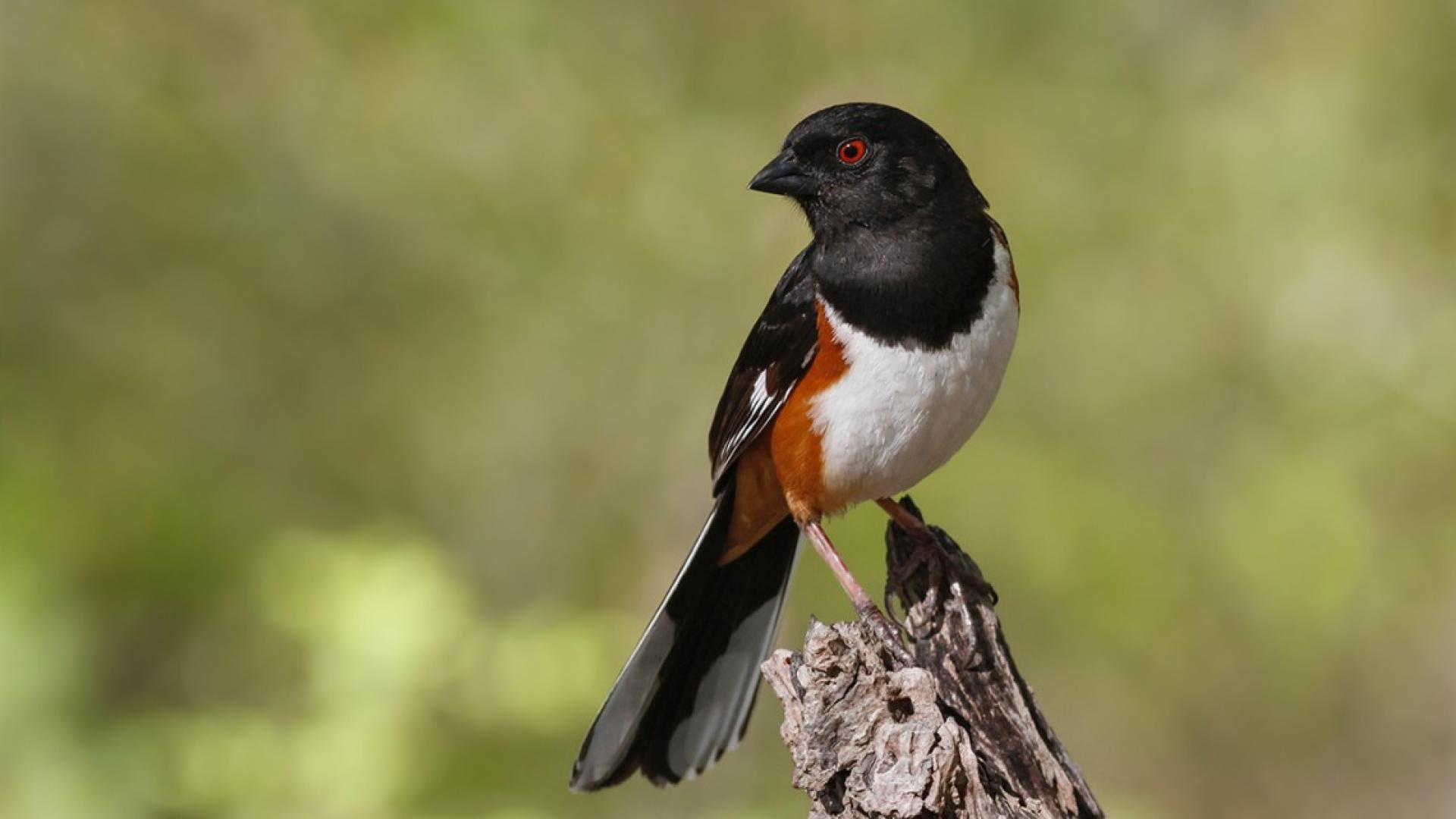 A bird with black, white, and orange color sits on top of a twig