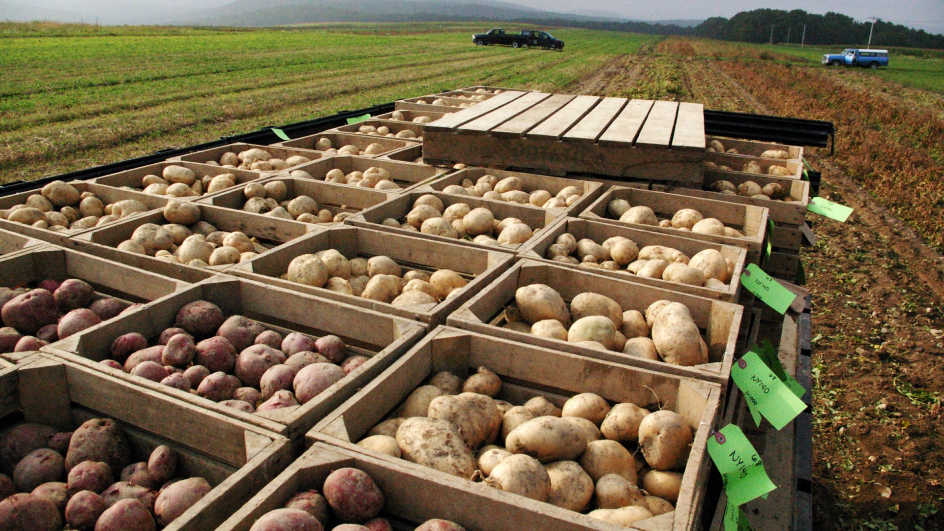 crates with potatoes on a farm
