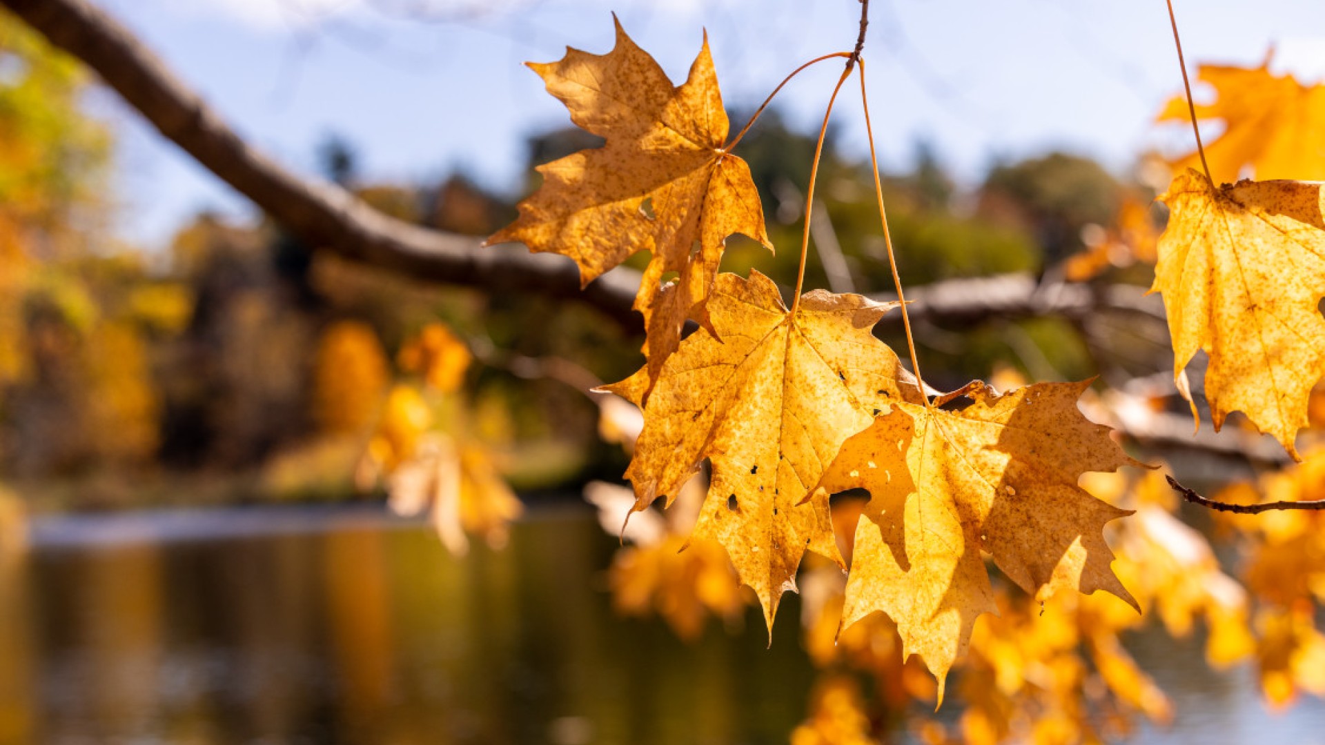 A sunny autumn day at Beebe Lake.