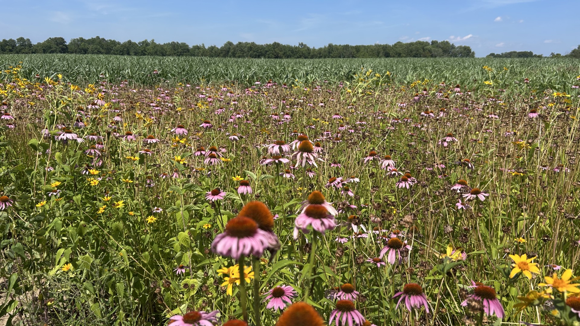 A crop field bordered with wildflowers.