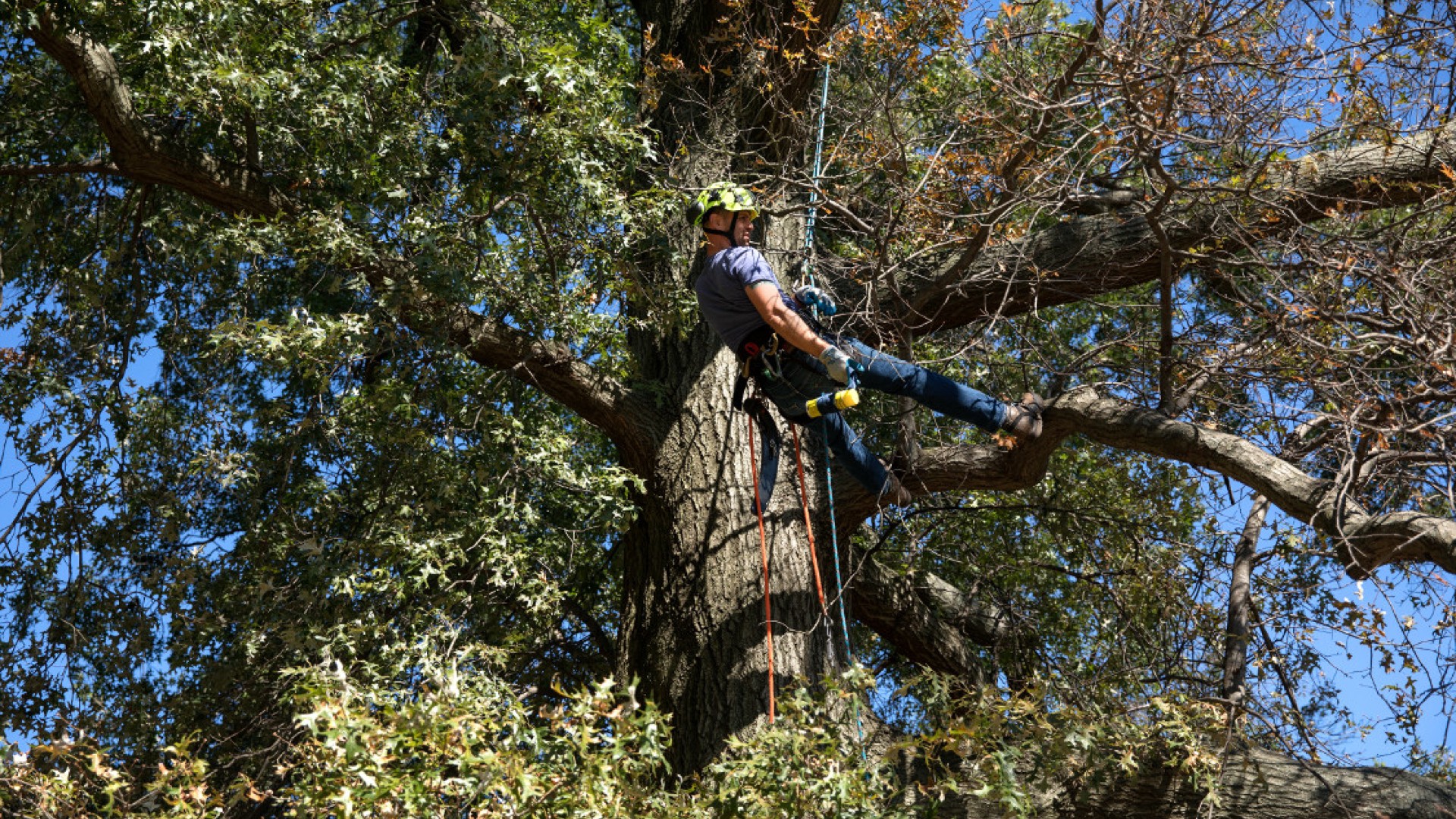 A researcher form the NYS Department of Environmental Conservation collects specimens for Oak Wilt assessment in Prospect Park, Brooklyn.