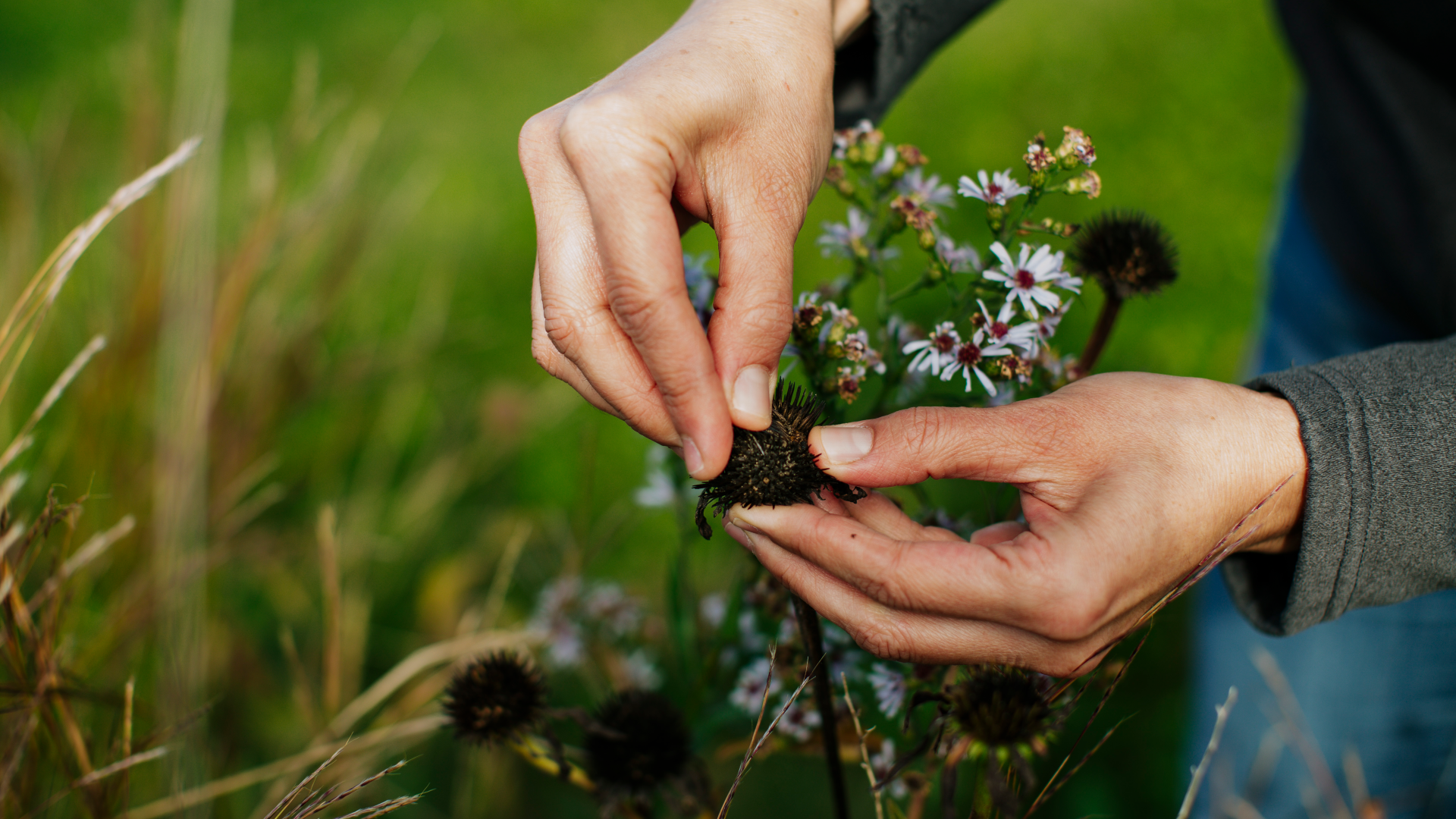 Hands holding a dried flower head