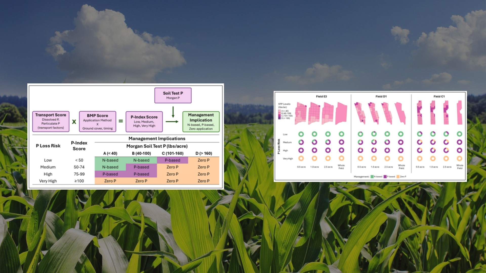 A background of a corn field with two figures illustrating the P-index 2.0 in the foreground.