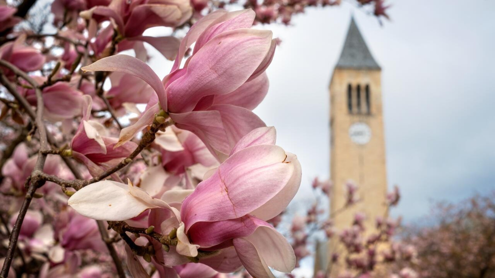 Flowering tree with McGraw Tower in the background