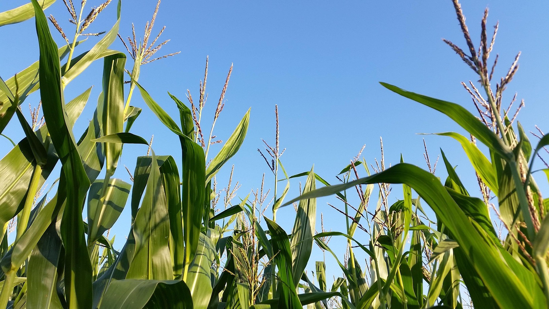 The tops of corn in a field.