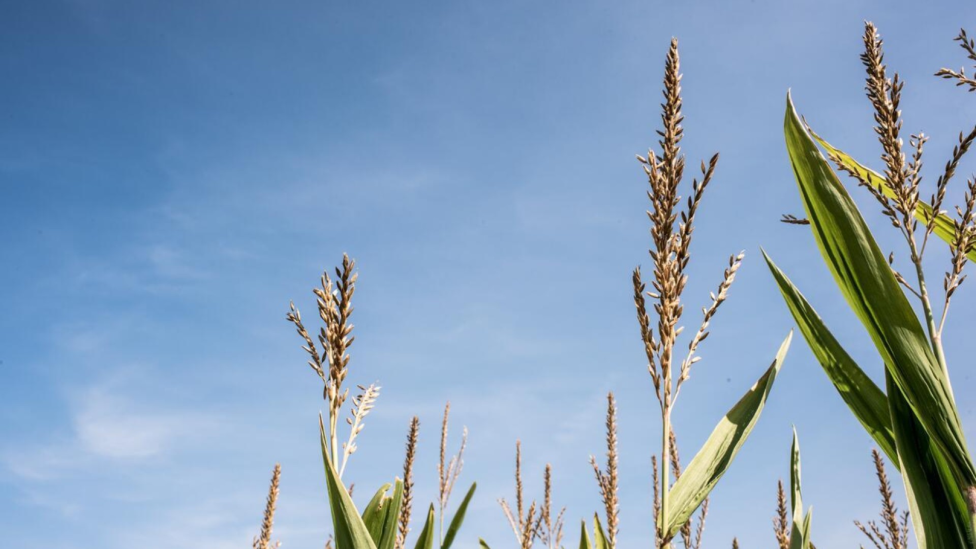 Corn field