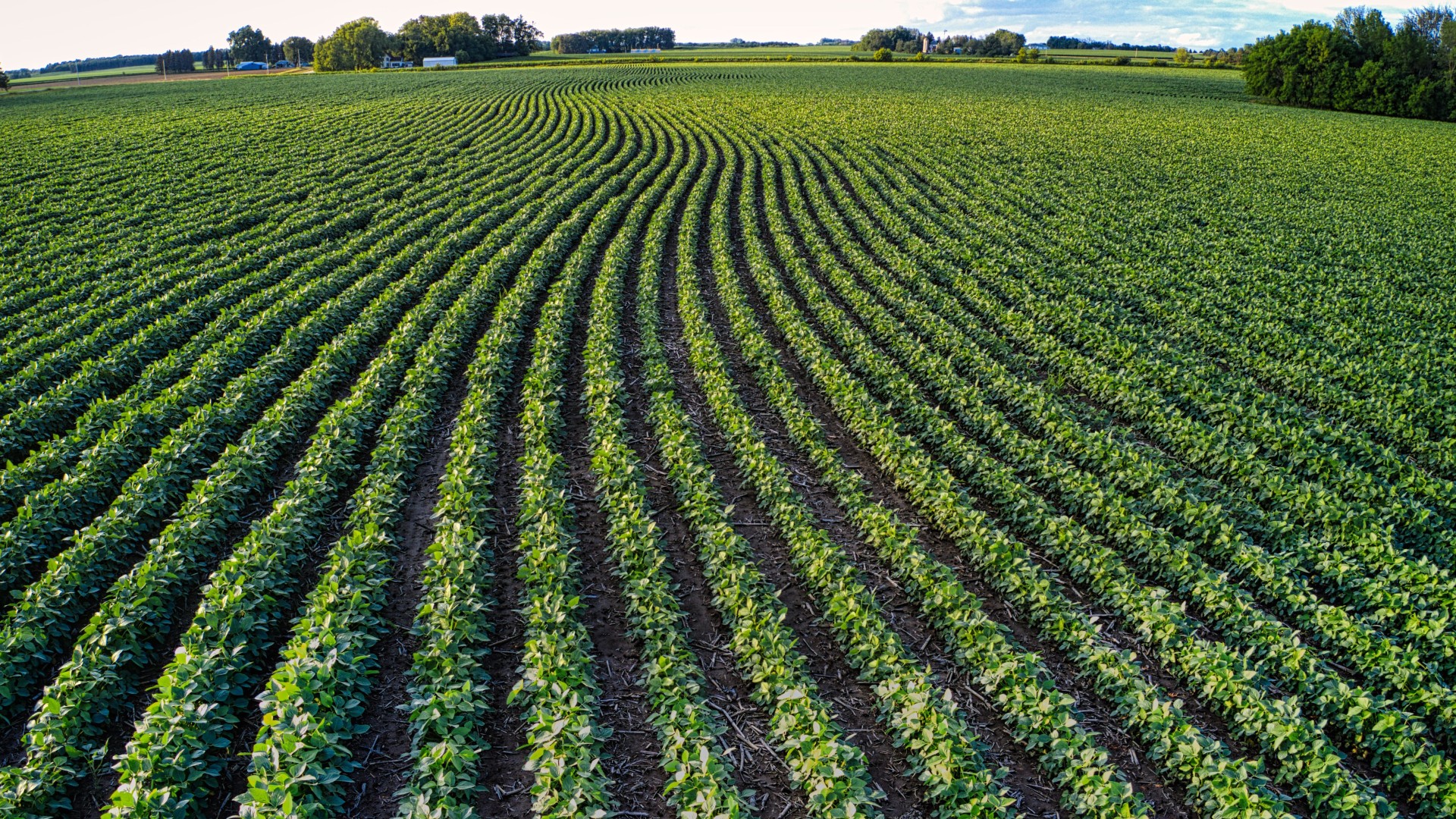 A field of soybeans planted in rows. 
