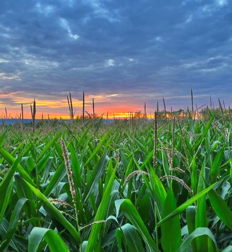 A sunset landscape over a corn field
