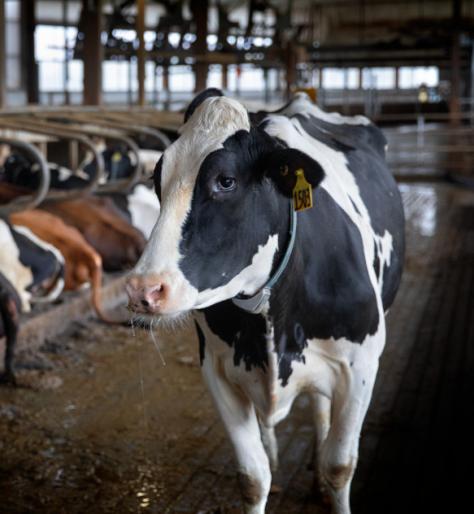 a cow stands in a dairy barn