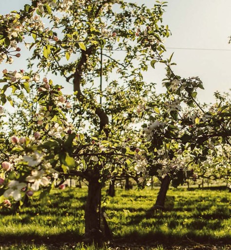 Photo of an apple tree in early spring