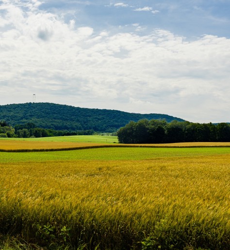 a crop field in summer