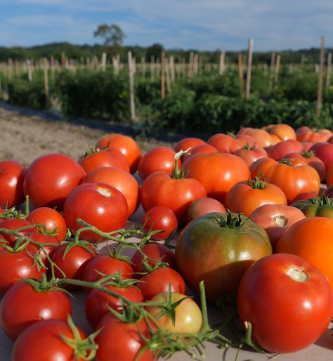 red tomatoes on a table in front of tomato plants