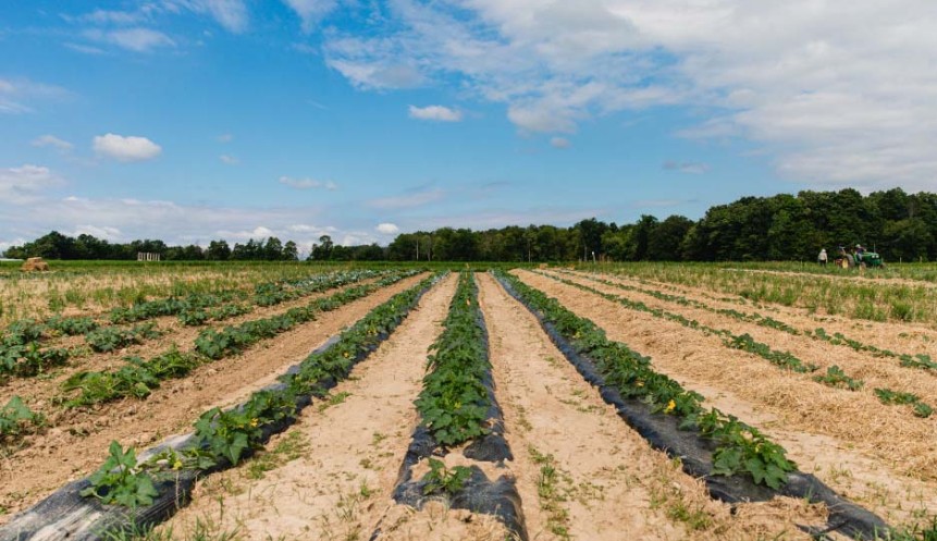 tilled field on a sunny day with blue sky and rowa of plants