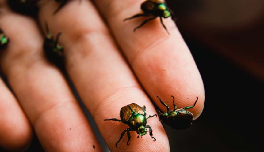 Hand with beetles