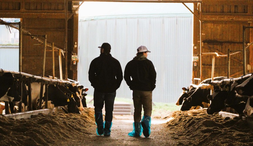 two people in baseball cap walking through a cow barn