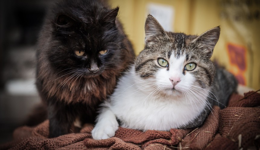 two cats sit next to each other
