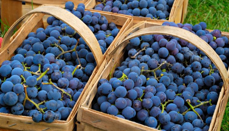 Concord grapes in baskets