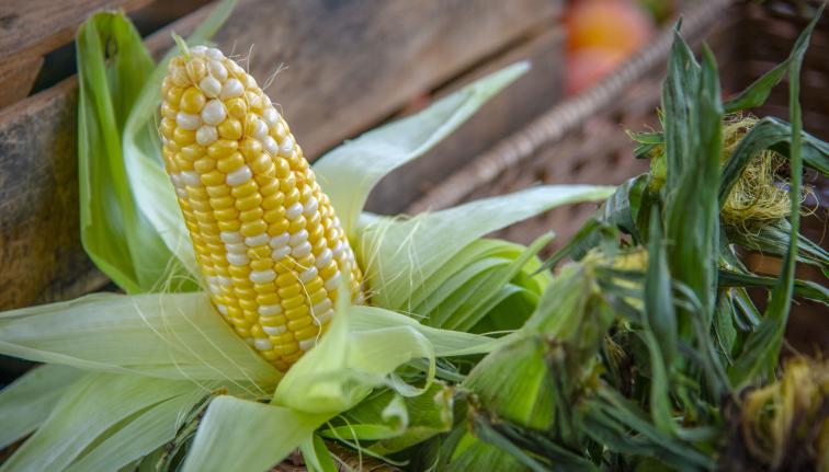 An ear of sweet corn