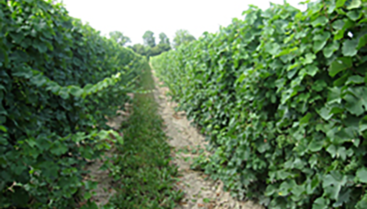 Example of a vineyard that has full trellis fill and relatively high vineyard capacity