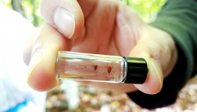 A hand holding a class tube containing different stages of tick growth