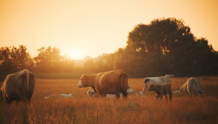 cattle grazing in a field with the sun setting