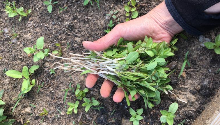 a hand full of weeds