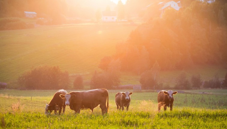 cattle standing in field