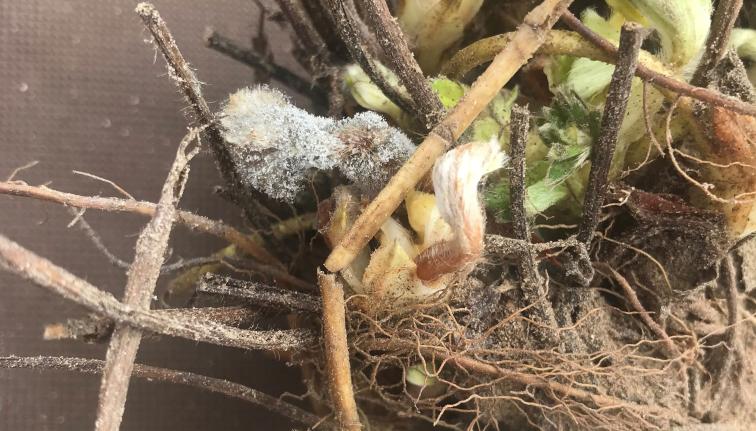 Roots of a strawberry transplant exhibiting fungal infection by Botrytis, a common point of entry for this disease to a planting.