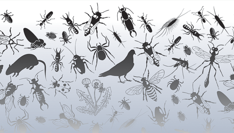 decorative image of many pests