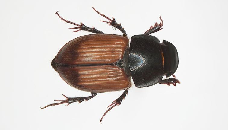 A brown dung beetle. The head and pronotum are distinctly black. The wing case (elytra) over the abdomen is a light reddish brown but begins to darken at the posterior end into a dark brown. The pronotum is moderately punctate with small punctures. The legs appear to be a very dark brown but the tarsi appear slightly reddish.  The scutellum is small, roughly ⅛ the length of the elytra. The beetle is approximately 6.2-9.0 mm in length. 