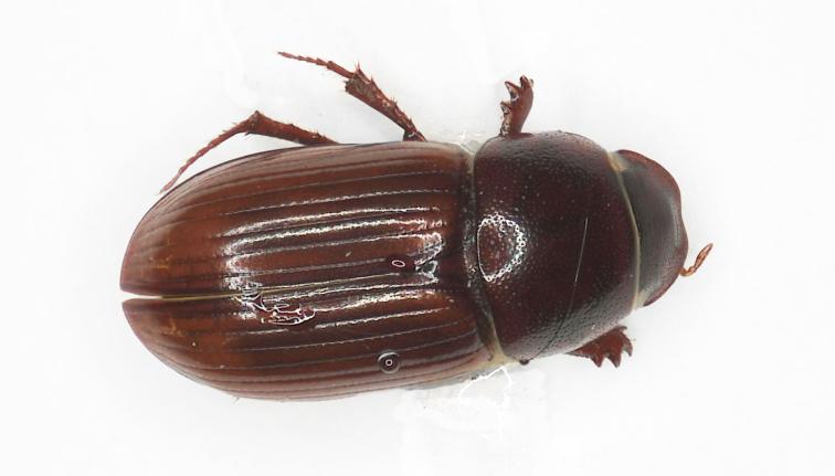 A small reddish-brown dung beetle. The entire body is made of different toned browns, forming vertical areas of darker and lighter tones. The pronotum is moderately punctate with very small punctures. The legs appear to be the same color as the rest of the body including the wing case (elytra). The scutellum is moderately sized, roughly ⅙ the length of the elytra. The beetle is approximately 3.5-5.0 mm in length. 