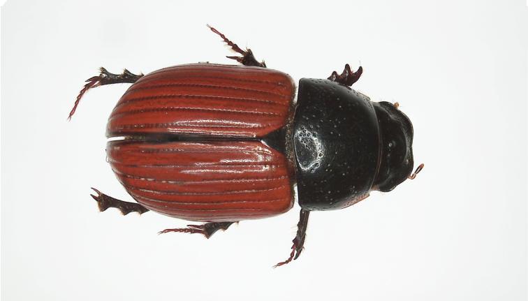 A dung beetle with a black head and a shiny reddish brown elytra. The pronotum is also black with orange brown front corners. Small scutellum. The beetle is approximately 6-10mm in length.