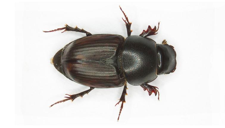 A dung beetle with a black head and black densely punctate pronotum. The wing case (elytra )is dark brown with a darker band along the elytral suture. The scutellum is relatively large, roughly ⅕ the length of the elytra. The beetle is approximately 6-8mm in length. 