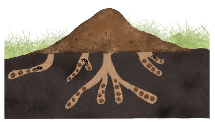 illustration of a cow pat with tunnels underneath filled with brood balls and dung beetles