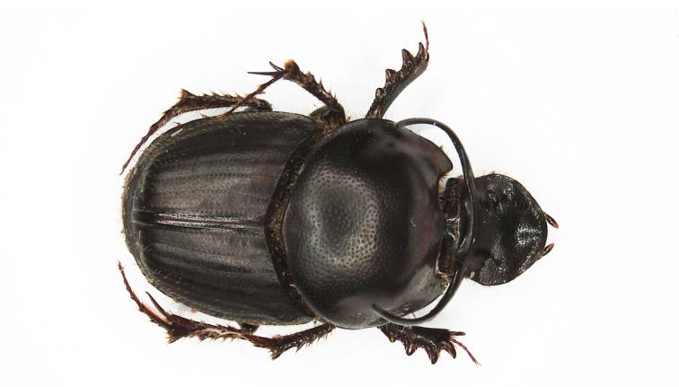 black scarab beetle with long horns