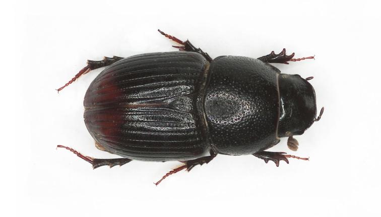 A mostly black dung beetle, reddish at the end of the wing case (elytra) over abdomen. Scutellum is punctate and relatively large, roughly ¼ the length of the elytra. The beetle is approximately 4-6mm in length. 
