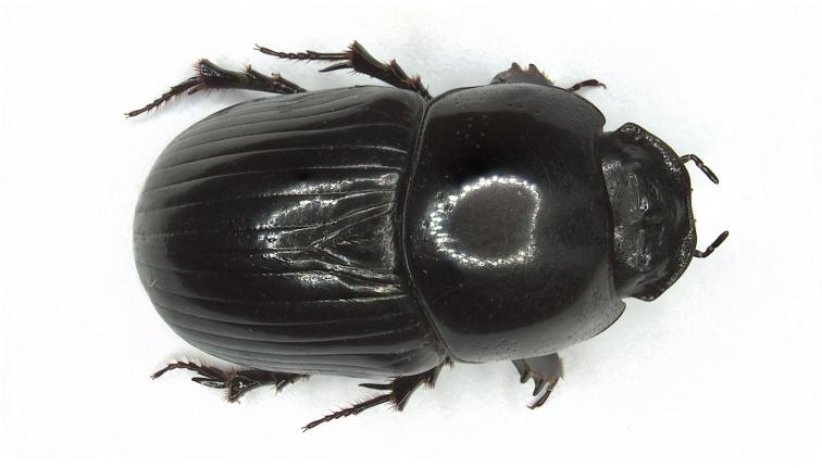 A large dung beetle entirely black and glossy. The pronotum is moderately punctate. Three bumps or ridges (tubercles) can be seen on the head. The scutellum is large, roughly ⅓ the length of the elytra. The beetle is approximately 8-12 mm in length.