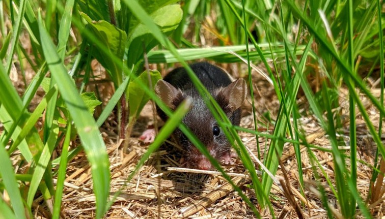 A lab mouse in an outdoor enclosure with dirt and grass.