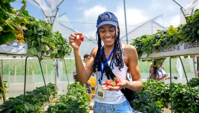A woman in a hat looks at a strawberry in her hand. She stands in a line of crops.