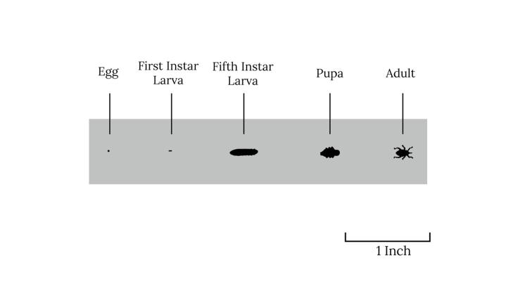 A size comparison of the life stages of the plum curculio including egg, 1st instar larvae, 5th instar larvae, pupa, and adult. The shapes are all black. The egg is the smallest. The first instar is a small dash. The fifth instar appears to be an elongated caterpillar-like shape, the longest of the stages. The pupa is shorter and stout with ridges along the side. The adult pictured has a size comparable to the pupa with 6 legs and a long snout.