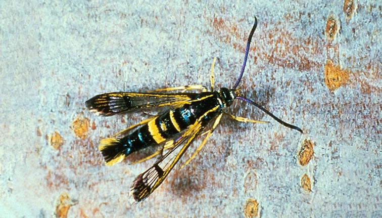 A close-up of a female dogwood borer, showing its slender body and distinctive yellow coloring on the entire 4th abdominal segment. The rest of the body is dark, with a black thorax and abdomen. The borer has accents of yellow throughout, long straight antenna, and transparent wings. The wings are black along the edges and the tips.