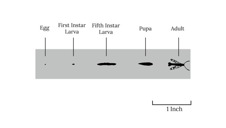 A size comparison of the life stages of the dogwood borer including egg, 1st instar larvae, 5th instar larvae, pupa, and adult. The shapes are all black. The egg is the smallest. The first instar is a small dash. The fifth instar appears to be an elongated skinny caterpillar shape, the longest of the stages. The pupa is shorter and stout with a rounder top that tapers down to a point at the bottom. The adult pictured has a size comparable to the pupa with outstretched banded wings and long antenna.