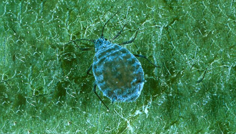 The image shows a close up of a rosy apple aphid adult female. The female is wingless with a very large circular abdomen. The aphid in the image is blueish-grey in color and has a powdery white covering on its body. The legs and antennae are short, and the head small, relative to the body.