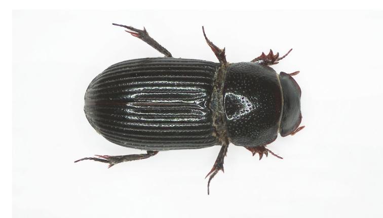 A black dung beetle. The entire body is dark brown to black. The scutellum is dark and deeply punctured. The shape is flattened and elongated. The ridges in the elytra are deeper, more pronounced, and wider. The legs are slightly reddish. The beetle is approximately 3.2 to 4.6 mm in length.